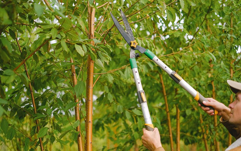 Tree trimming in North Truro, MA
